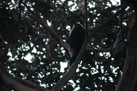 Canon EOS 5D Mark II, 2011:12:28 07:53:01 -- 1/320 sec, f/5.6.  No Flash, Compulsory.5616x3744 Off.