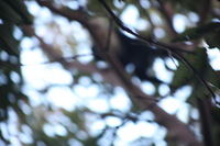 Canon EOS 5D Mark II, 2011:12:28 07:59:41 -- 1/60 sec, f/5.6.  No Flash, Compulsory.5616x3744 Off.