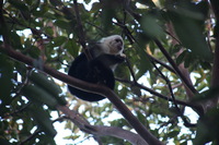 Canon EOS 5D Mark II, 2011:12:28 07:59:44 -- 1/60 sec, f/5.6.  No Flash, Compulsory.5616x3744 Off.