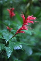 Canon EOS 5D Mark II, 2011:12:28 08:53:54 -- 1/20 sec, f/4.0.  No Flash, Compulsory.5616x3744 Off.