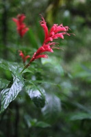 Canon EOS 5D Mark II, 2011:12:28 08:54:22 -- 1/25 sec, f/4.0.  No Flash, Compulsory.5616x3744 Off.