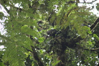 Canon EOS 5D Mark II, 2011:12:28 09:00:12 -- 1/50 sec, f/5.6.  No Flash, Compulsory.5616x3744 Off.