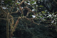 Canon EOS 5D Mark II, 2011:12:28 09:02:22 -- 1/250 sec, f/5.6.  No Flash, Compulsory.5616x3744 Off.