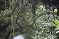 Canon EOS 5D Mark II, 2011:12:28 09:10:59 -- 1/40 sec, f/5.6.  No Flash, Compulsory.5616x3744 Off.