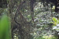 Canon EOS 5D Mark II, 2011:12:28 09:11:23 -- 1/40 sec, f/5.6.  No Flash, Compulsory.5616x3744 Off.