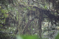 Canon EOS 5D Mark II, 2011:12:28 09:13:49 -- 1/30 sec, f/5.6.  No Flash, Compulsory.5616x3744 Off.