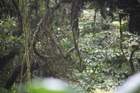 Canon EOS 5D Mark II, 2011:12:28 09:14:22 -- 1/40 sec, f/5.6.  No Flash, Compulsory.5616x3744 Off.