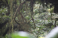 Canon EOS 5D Mark II, 2011:12:28 09:14:28 -- 1/40 sec, f/5.6.  No Flash, Compulsory.5616x3744 Off.