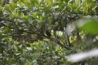 Canon EOS 5D Mark II, 2011:12:28 09:18:14 -- 1/50 sec, f/5.6.  No Flash, Compulsory.5616x3744 Off.