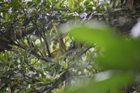 Canon EOS 5D Mark II, 2011:12:28 09:18:26 -- 1/50 sec, f/5.6.  No Flash, Compulsory.5616x3744 Off.