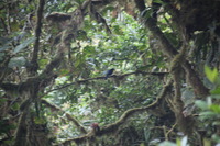 Canon EOS 5D Mark II, 2011:12:28 09:18:56 -- 1/40 sec, f/5.6.  No Flash, Compulsory.5616x3744 Off.