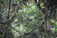 Canon EOS 5D Mark II, 2011:12:28 09:18:59 -- 1/40 sec, f/5.6.  No Flash, Compulsory.5616x3744 Off.