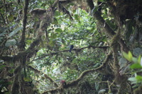 Canon EOS 5D Mark II, 2011:12:28 09:19:01 -- 1/40 sec, f/5.6.  No Flash, Compulsory.5616x3744 Off.