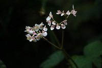 Canon EOS 5D Mark II, 2011:12:28 09:24:10 -- 1/80 sec, f/5.6.  No Flash, Compulsory.5616x3744 Off.
