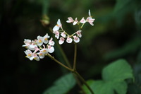 Canon EOS 5D Mark II, 2011:12:28 09:24:18 -- 1/30 sec, f/5.6.  No Flash, Compulsory.5616x3744 Off.