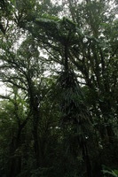 Canon EOS 5D Mark II, 2011:12:28 09:33:09 -- 1/125 sec, f/8.0.  No Flash, Compulsory.5616x3744 Off.