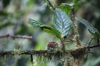 Canon EOS 5D Mark II, 2011:12:28 09:43:41 -- 1/60 sec, f/5.0.  No Flash, Compulsory.5616x3744 Off.