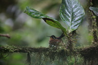 Canon EOS 5D Mark II, 2011:12:28 09:47:01 -- 1/50 sec, f/5.6.  No Flash, Compulsory.5616x3744 Off.