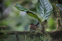 Canon EOS 5D Mark II, 2011:12:28 09:47:08 -- 1/40 sec, f/5.6.  No Flash, Compulsory.5616x3744 Off.