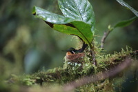 Canon EOS 5D Mark II, 2011:12:28 09:48:22 -- 1/20 sec, f/5.6.  No Flash, Compulsory.5616x3744 Off.