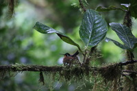 Canon EOS 5D Mark II, 2011:12:28 09:49:09 -- 1/30 sec, f/5.6.  No Flash, Compulsory.5616x3744 Off.