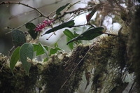 Canon EOS 5D Mark II, 2011:12:28 09:51:35 -- 1/250 sec, f/5.6.  No Flash, Compulsory.5616x3744 Off.