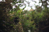 Canon EOS 5D Mark II, 2011:12:28 09:52:25 -- 1/250 sec, f/5.6.  No Flash, Compulsory.5616x3744 Off.