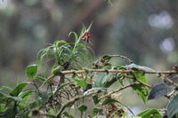 Canon EOS 5D Mark II, 2011:12:28 09:52:51 -- 1/60 sec, f/10.0.  No Flash, Compulsory.5616x3744 Off.