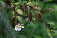 Canon EOS 5D Mark II, 2011:12:28 09:54:57 -- 1/60 sec, f/18.0.  No Flash, Compulsory.5616x3744 Off.