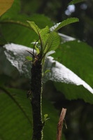 Canon EOS 5D Mark II, 2011:12:28 10:02:31 -- 1/60 sec, f/18.0.  No Flash, Compulsory.5616x3744 Off.