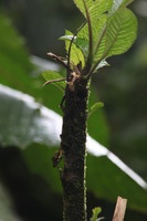 Canon EOS 5D Mark II, 2011:12:28 10:02:39 -- 1/60 sec, f/14.0.  No Flash, Compulsory.5616x3744 Off.