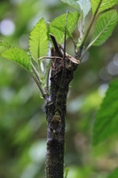 Canon EOS 5D Mark II, 2011:12:28 10:02:59 -- 1/60 sec, f/14.0.  No Flash, Compulsory.5616x3744 Off.