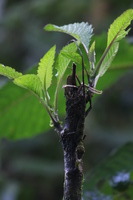 Canon EOS 5D Mark II, 2011:12:28 10:03:57 -- 1/60 sec, f/11.0.  No Flash, Compulsory.5616x3744 Off.