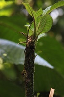 Canon EOS 5D Mark II, 2011:12:28 10:04:47 -- 1/60 sec, f/14.0.  No Flash, Compulsory.5616x3744 Off.