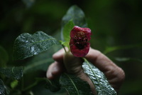 Canon EOS 5D Mark II, 2011:12:28 10:16:42 -- 1/60 sec, f/5.6.  No Flash, Compulsory.5616x3744 Off.