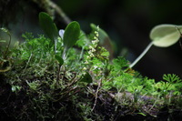Canon EOS 5D Mark II, 2011:12:28 10:35:06 -- 1/60 sec, f/6.3.  No Flash, Compulsory.5616x3744 Off.