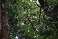 Canon EOS 5D Mark II, 2011:12:28 10:42:00 -- 1/60 sec, f/7.1.  No Flash, Compulsory.5616x3744 Off.