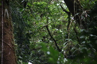 Canon EOS 5D Mark II, 2011:12:28 10:42:26 -- 1/60 sec, f/6.3.  No Flash, Compulsory.5616x3744 Off.