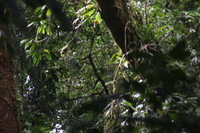 Canon EOS 5D Mark II, 2011:12:28 10:51:08 -- 1/60 sec, f/9.0.  No Flash, Compulsory.5616x3744 Off.