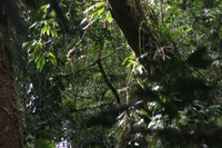 Canon EOS 5D Mark II, 2011:12:28 10:51:09 -- 1/60 sec, f/9.0.  No Flash, Compulsory.5616x3744 Off.