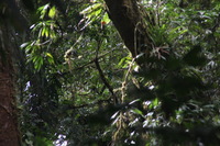 Canon EOS 5D Mark II, 2011:12:28 10:51:11 -- 1/60 sec, f/9.0.  No Flash, Compulsory.5616x3744 Off.
