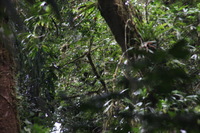 Canon EOS 5D Mark II, 2011:12:28 10:51:20 -- 1/60 sec, f/9.0.  No Flash, Compulsory.5616x3744 Off.