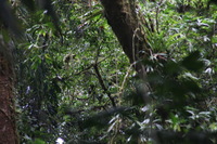 Canon EOS 5D Mark II, 2011:12:28 10:51:25 -- 1/60 sec, f/9.0.  No Flash, Compulsory.5616x3744 Off.