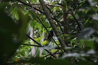 Canon EOS 5D Mark II, 2011:12:28 11:04:28 -- 1/60 sec, f/16.0.  No Flash, Compulsory.5616x3744 Off.