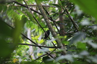 Canon EOS 5D Mark II, 2011:12:28 11:04:44 -- 1/60 sec, f/13.0.  No Flash, Compulsory.5616x3744 Off.