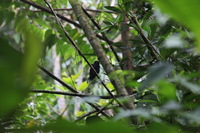 Canon EOS 5D Mark II, 2011:12:28 11:04:49 -- 1/60 sec, f/14.0.  No Flash, Compulsory.5616x3744 Off.