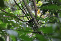 Canon EOS 5D Mark II, 2011:12:28 11:05:19 -- 1/60 sec, f/14.0.  No Flash, Compulsory.5616x3744 Off.