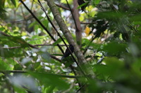 Canon EOS 5D Mark II, 2011:12:28 11:05:25 -- 1/60 sec, f/13.0.  No Flash, Compulsory.5616x3744 Off.
