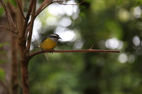 Canon EOS 5D Mark II, 2011:12:28 11:33:28 -- 1/100 sec, f/4.0.  No Flash, Compulsory.5616x3744 Off.