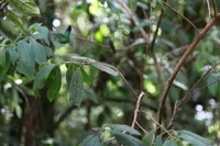 Canon EOS 5D Mark II, 2011:12:28 11:34:02 -- 1/100 sec, f/4.0.  No Flash, Compulsory.5616x3744 Off.